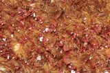 11.2" Ruby Red Vanadinite Crystals on Orange Barite - Morocco - #196365-3
